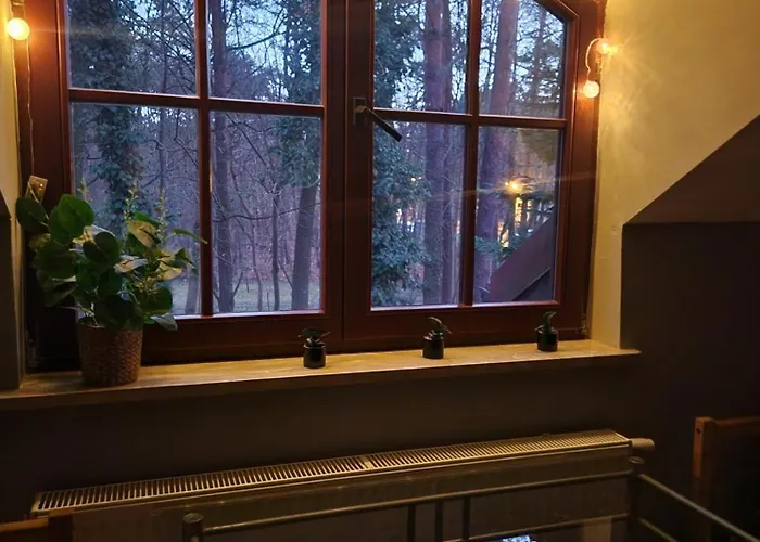 Wiekowa Sosna Zalesie Gorne